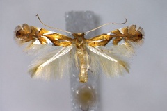 Phyllonorycter belotella