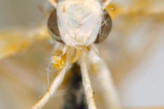 Cuphodes maculosa