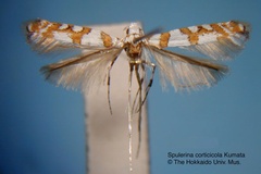 Spulerina corticicola