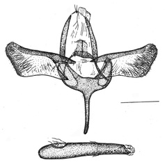 /filer/webapps/moths_gc/media/images/S/spermotrophus_Cuphodes_HT_GM_Triberti-etal_2026_124.jpg