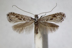 Parornix anguliferella