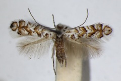Triberta helianthemella