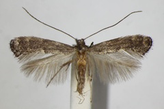 Metriochroa latifoliella