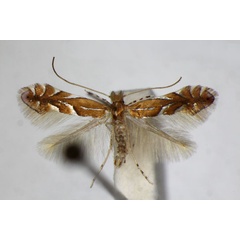 /filer/webapps/moths_gc/media/images/B/belotella_anatolica_Phyllonorycter_A_ZSM_2.jpg