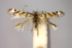 Cupedia cupediella