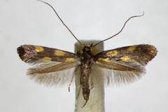 Euspilapteryx auroguttella