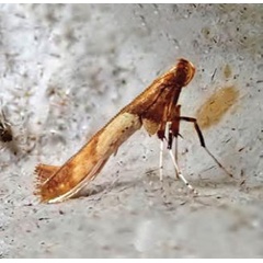 /filer/webapps/moths_gc/media/images/H/hemidactylella_Caloptilia_Plant_2022_29b.jpg