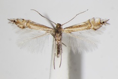 Phyllocnistis saligna