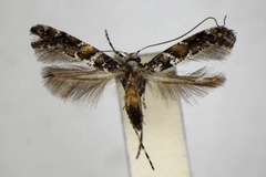 Gracillaria ussuriella