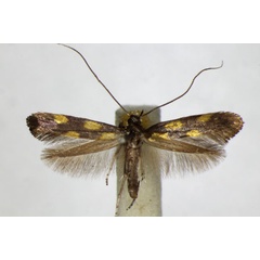 /filer/webapps/moths_gc/media/images/A/auroguttella_Calybites_A_ZSM_2.jpg