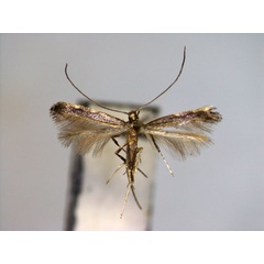 /filer/webapps/moths_gc/media/images/C/caerulea_Phodoryctis_A_EIHU_3.jpg