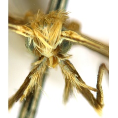 /filer/webapps/moths_gc/media/images/G/glochidia_Diphtheroptila_PT3_head1_ANIC.jpg