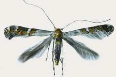 Vallissiana universitaria