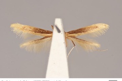 Caloptilia crocostola