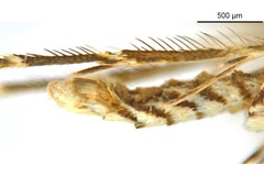 Diphtheroptila breynella