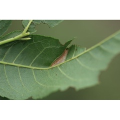 /filer/webapps/moths_gc/media/images/T/tumoris_Phyllonorycter_mine1_Lu-etal_2025_460.jpg