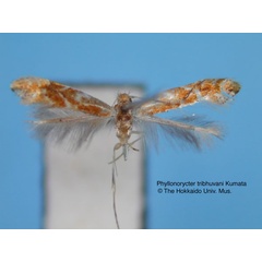 /filer/webapps/moths_gc/media/images/T/tribhuvani_Phyllonorycter_HT_EIHU.jpg