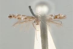 Aristaea acares