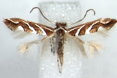 Phyllonorycter grewiaecola