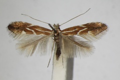 Phyllonorycter salictella