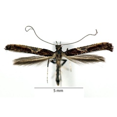 /filer/webapps/moths_gc/media/images/F/fidella_Caloptilia_iM_01_LR.jpg