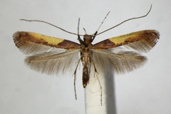Caloptilia fidella