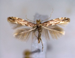 /filer/webapps/moths_gc/media/images/S/sagitella_Phyllonorycter_A_EIHU.jpg
