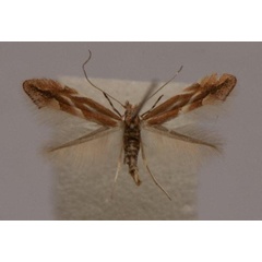 /filer/webapps/moths_gc/media/images/V/viminiella_Phyllonorycter_A_Langmaid_03.jpg