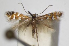 Phyllonorycter quinqueguttella