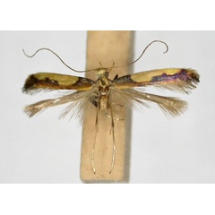 /filer/webapps/moths_gc/media/images/X/xanthocephala_Caloptilia_AT_TMSA5606.jpg