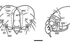 Atacamaptilia ambrosiavora