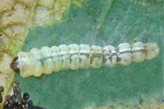 Vallissiana universitaria