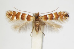 Phyllonorycter nicellii