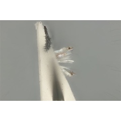 /filer/webapps/moths_gc/media/images/D/dichotoma_Phyllocnistis_ST_ANIC31-076548_ventral.jpg