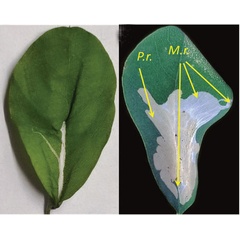 /filer/webapps/moths_gc/media/images/R/robiniella_Macrosaccus_mine-type3b_Kirichenko-etal_2025b_7.jpg