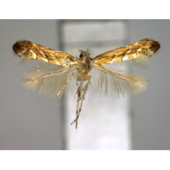 /filer/webapps/moths_gc/media/images/Y/yamadai_Phyllonorycter_A_EIHU.jpg