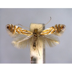 /filer/webapps/moths_gc/media/images/P/platani_Phyllonorycter_A_EIHU.jpg