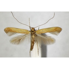 /filer/webapps/moths_gc/media/images/G/glycyrrhizae_Caloptilia_PT_ZSM_3.jpg