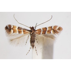 /filer/webapps/moths_gc/media/images/S/scabiosella_Phyllonorycter_A_ZSM_5.jpg