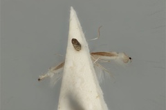 Phyllocnistis diplomochla