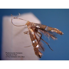 /filer/webapps/moths_gc/media/images/K/koreana_Phyllonorycter_HT_EIHU_2.jpg