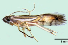 Phyllocnistis hyperpersea