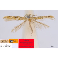 /filer/webapps/moths_gc/media/images/C/clisiophora_Acrocercops_ST2_ANIC.jpg
