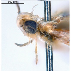/filer/webapps/moths_gc/media/images/D/digitata_Dondavisia_HT_head2_De-Prins-etal_2025_278.jpg