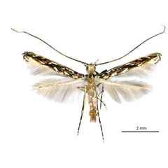 /filer/webapps/moths_gc/media/images/L/labyrinthica_Stomphastis_AM_Japan.jpg