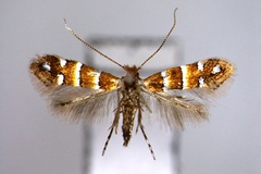 Phyllonorycter stephanandrae