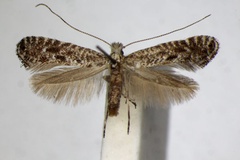 Parornix betulae