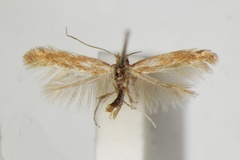 Phyllonorycter staintoniella