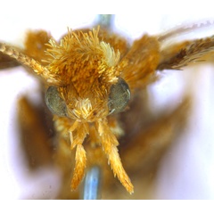 /filer/webapps/moths_gc/media/images/M/myopora_Kallia_PT_A70_head1_ANIC.jpg