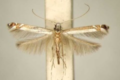 Acrocercops chrysophylli
